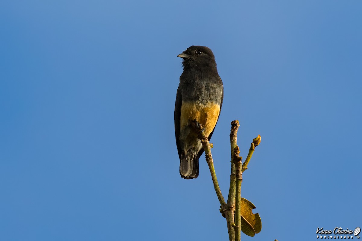Swallow-winged Puffbird - ML46778331