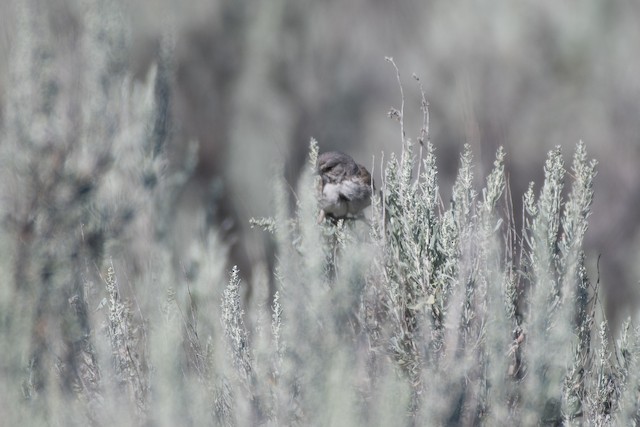 Sagebrush Sparrow at Olson Rd, Waterville US-WA 47.52264, -119.73499 by Chris McDonald