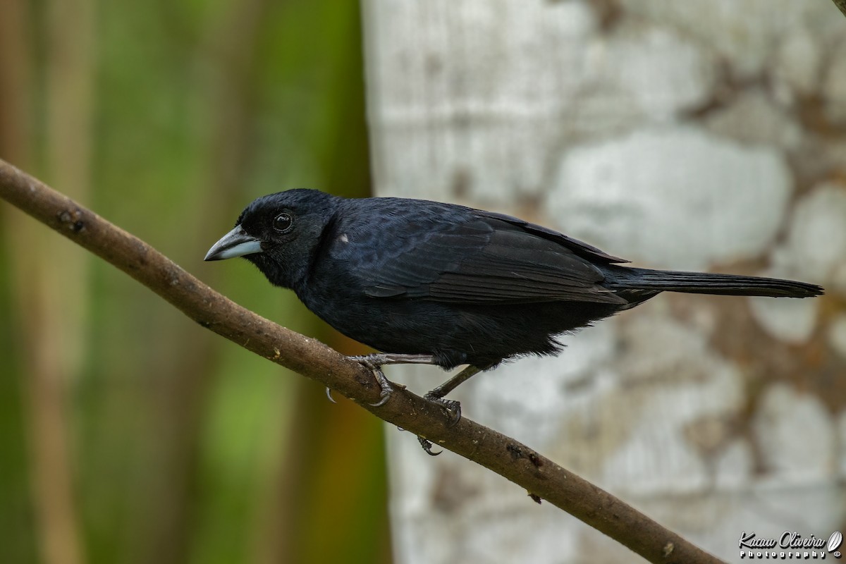 White-lined Tanager - ML46778581