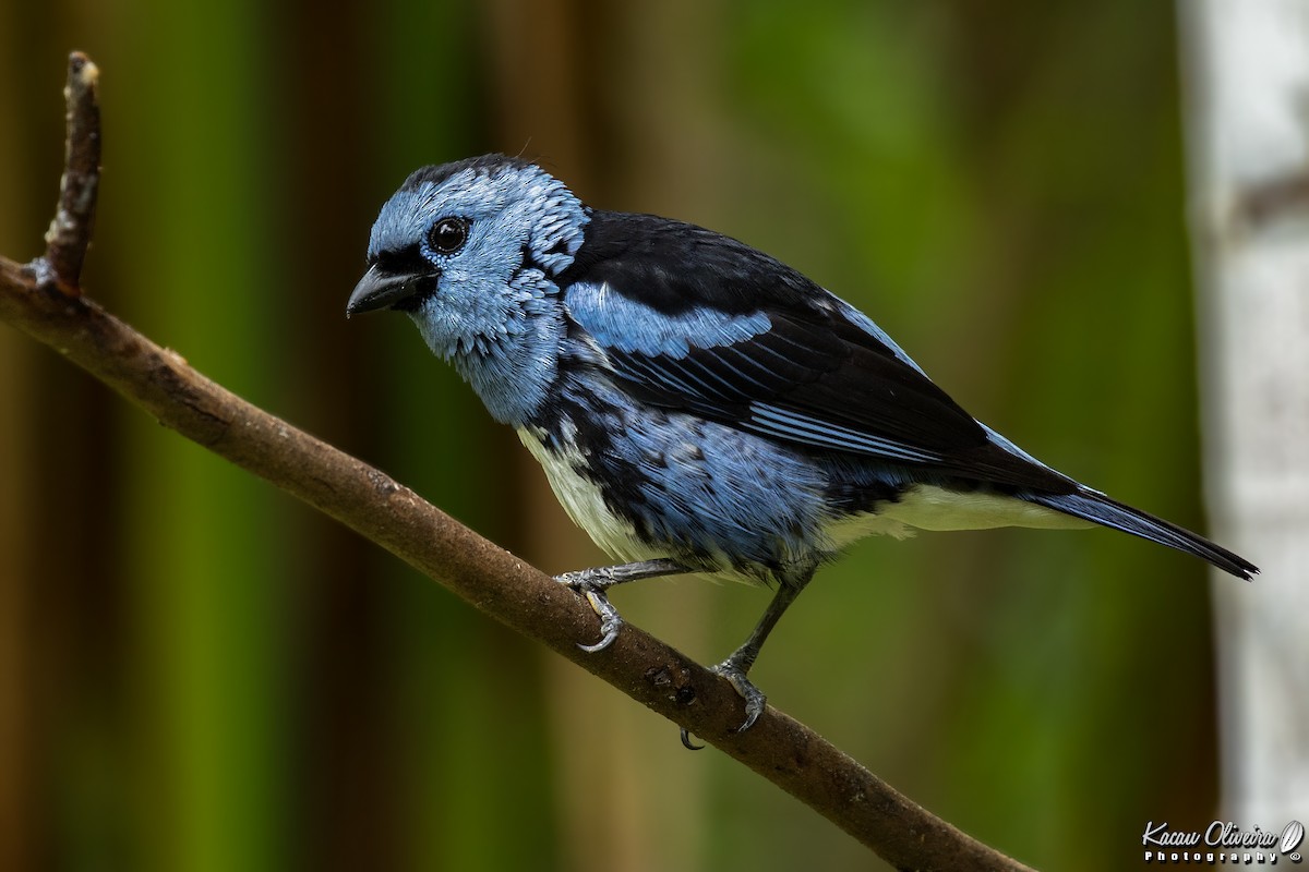 White-bellied Tanager - ML46778731