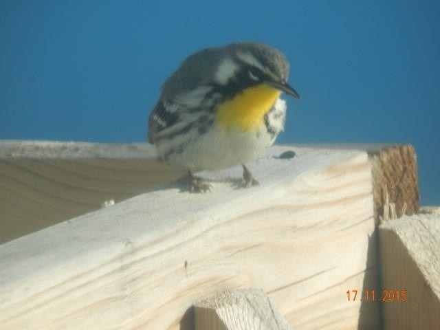 Yellow-throated Warbler - Études des populations  d'oiseaux du Québec