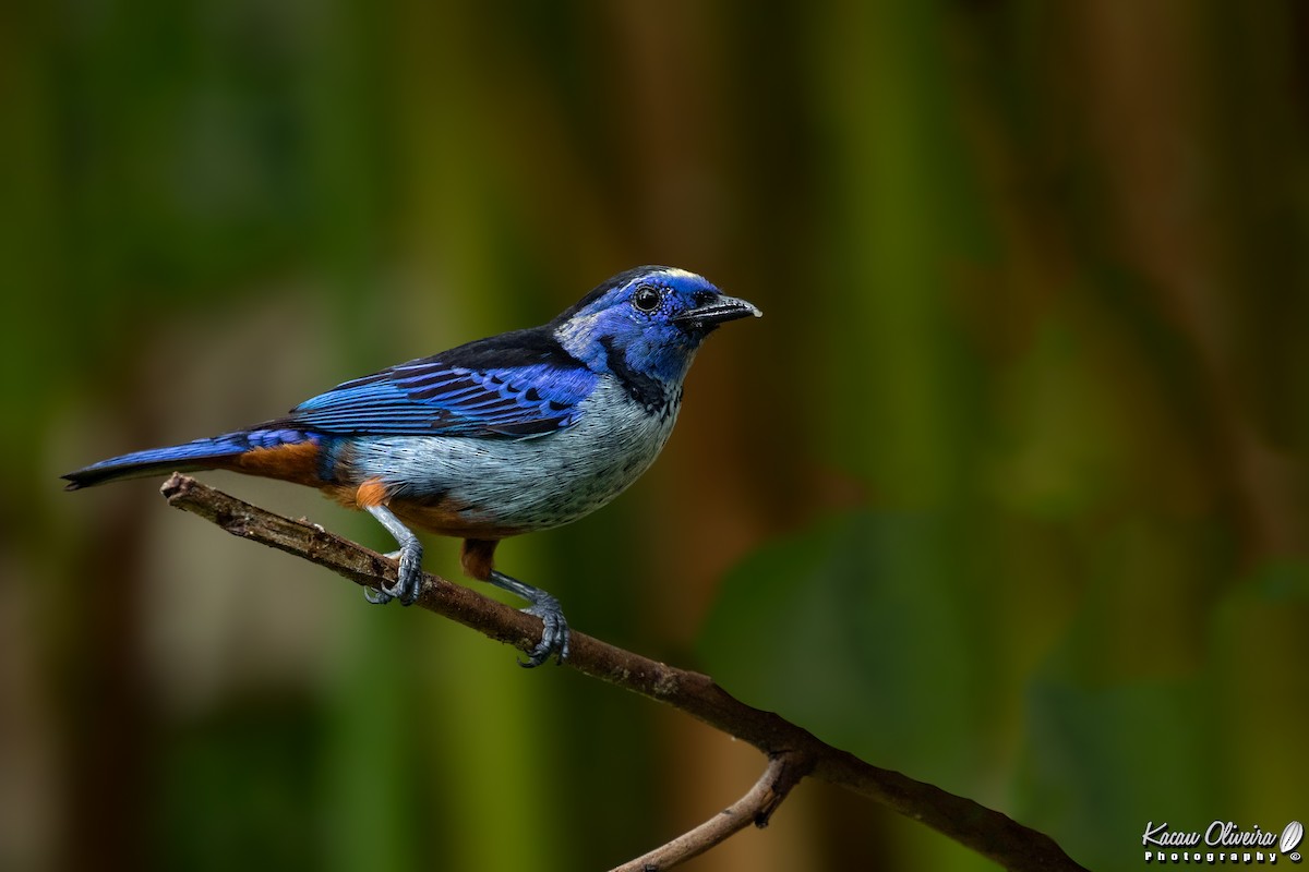 Opal-rumped Tanager - ML46778841