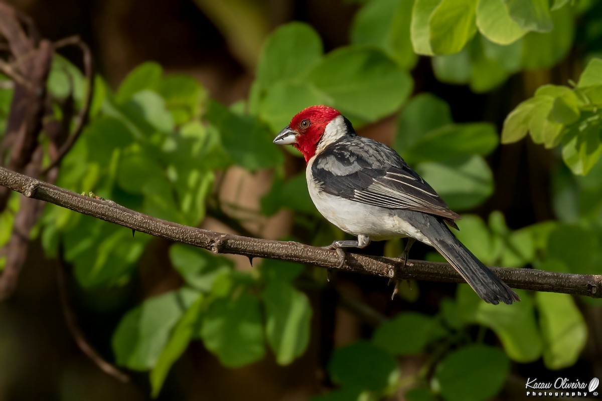 Red-cowled Cardinal - Kacau Oliveira