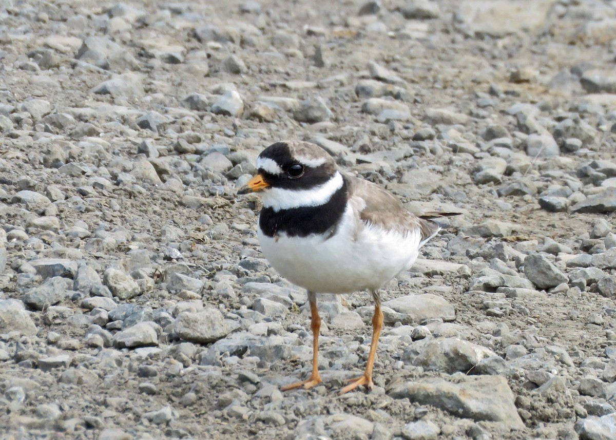 Common Ringed Plover - ML467791891