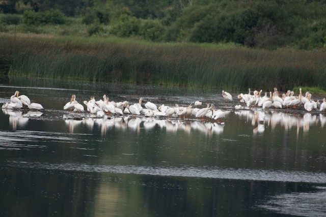 American White Pelican at Deer Lagoon by Chris McDonald
