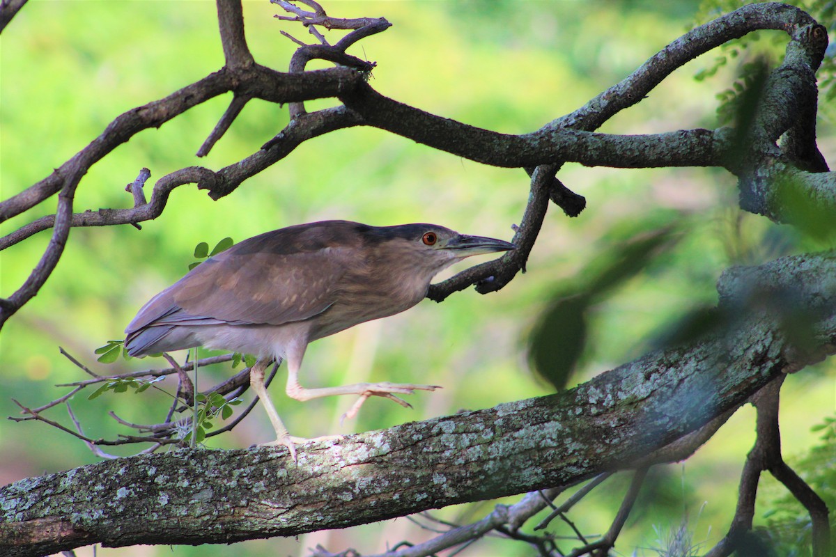 Black-crowned Night Heron - A P L