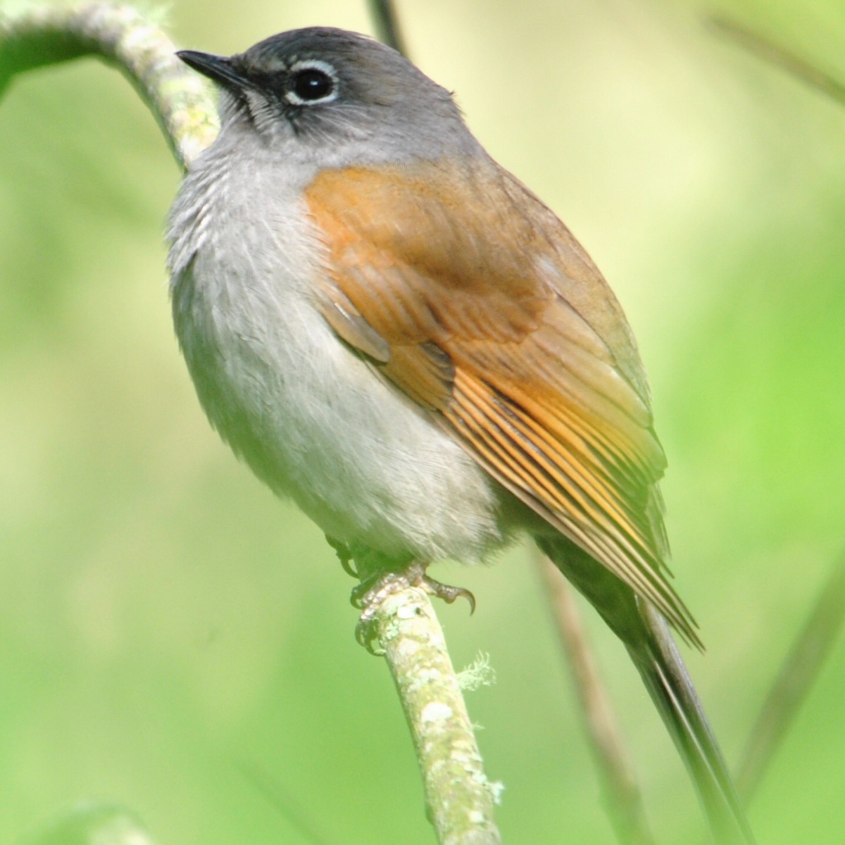 Brown-backed Solitaire - ML46779511