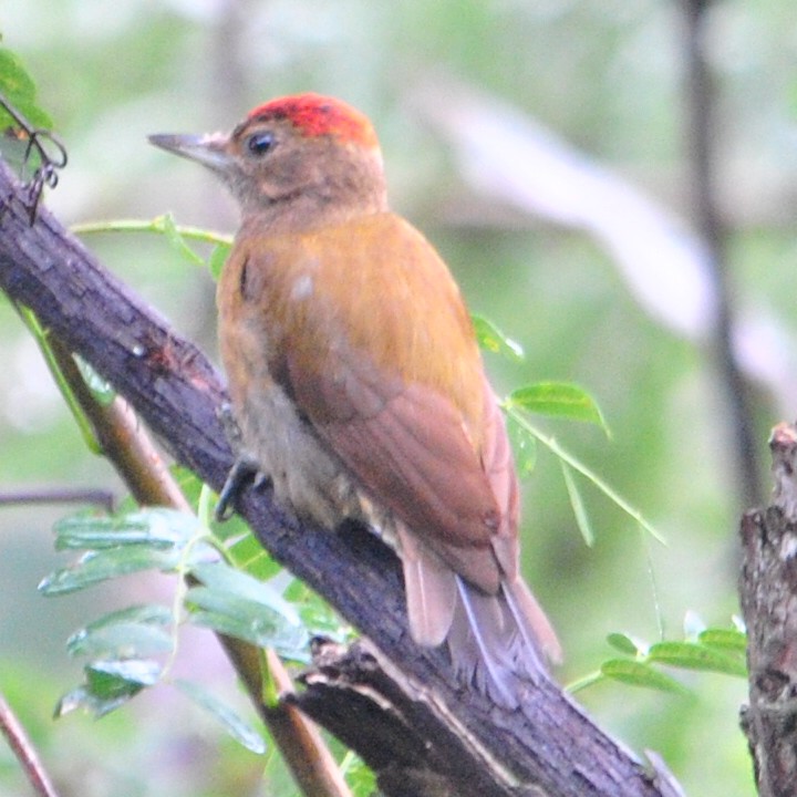 Smoky-brown Woodpecker - ML46779901