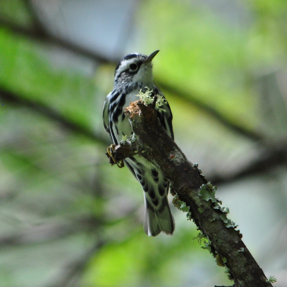 Black-and-white Warbler - ML46780261