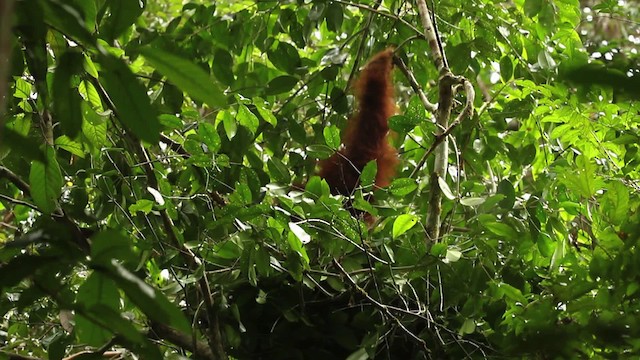 Central Bornean Orangutan - ML467806