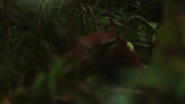 Central Bornean Orangutan - ML467807