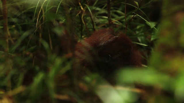 Central Bornean Orangutan - ML467808