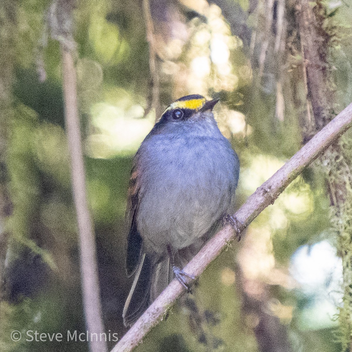 Golden-browed Chat-Tyrant - ML467808291