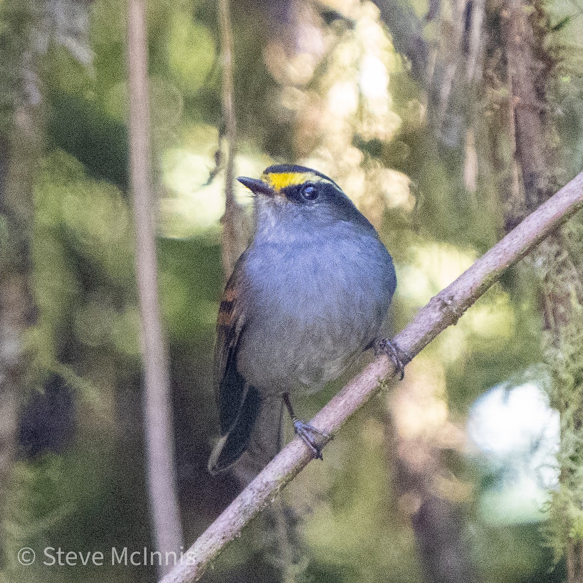 Golden-browed Chat-Tyrant - ML467808301