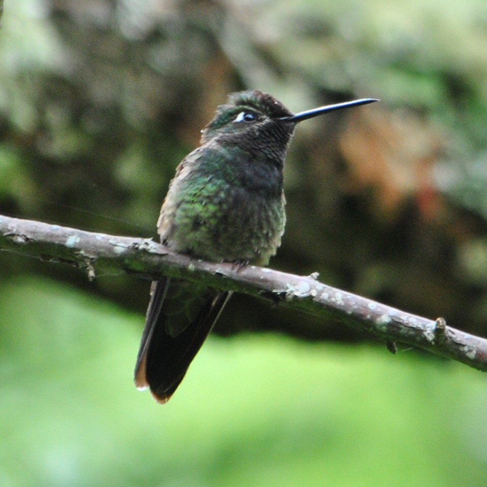 Rivoli's Hummingbird - Karlo Antonio Soto Huerta