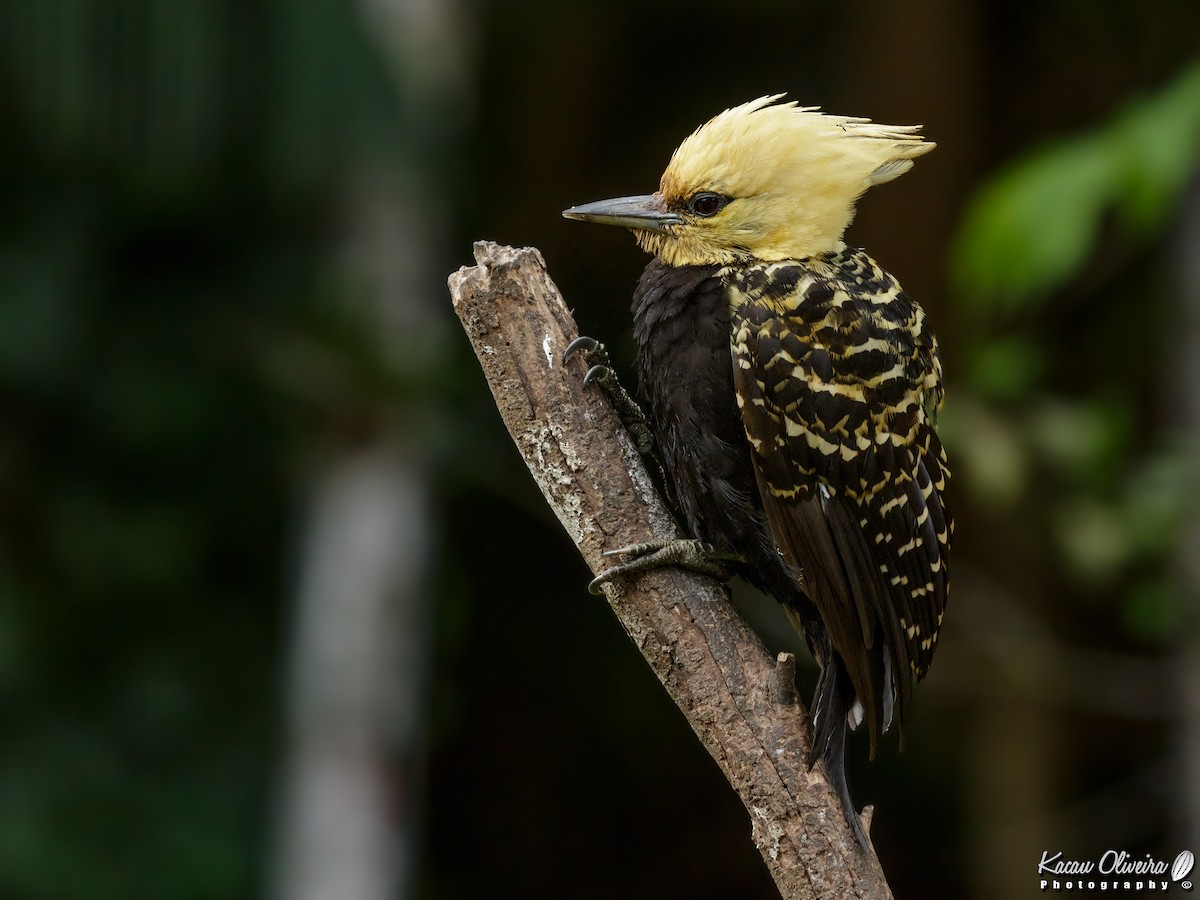 Blond-crested Woodpecker - Kacau Oliveira