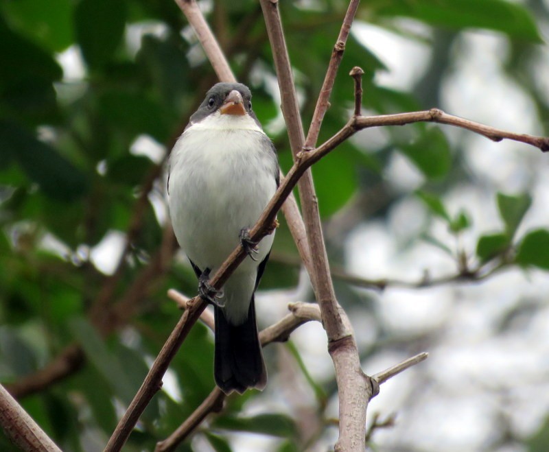 White-bellied Seedeater - ML467815141