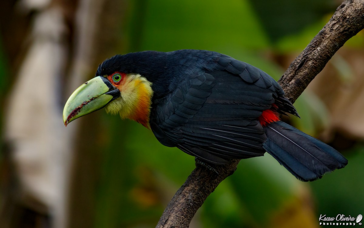 Red-breasted Toucan - ML46781601