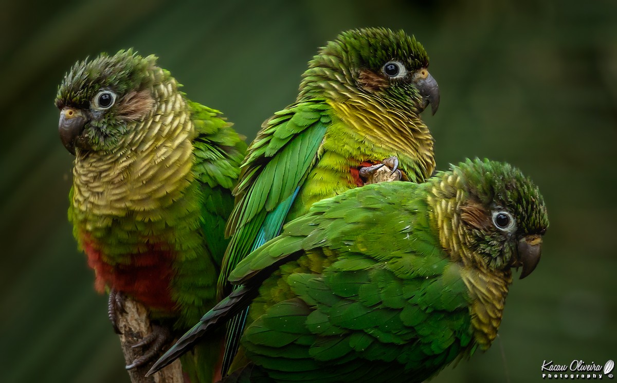 Maroon-bellied Parakeet - Kacau Oliveira
