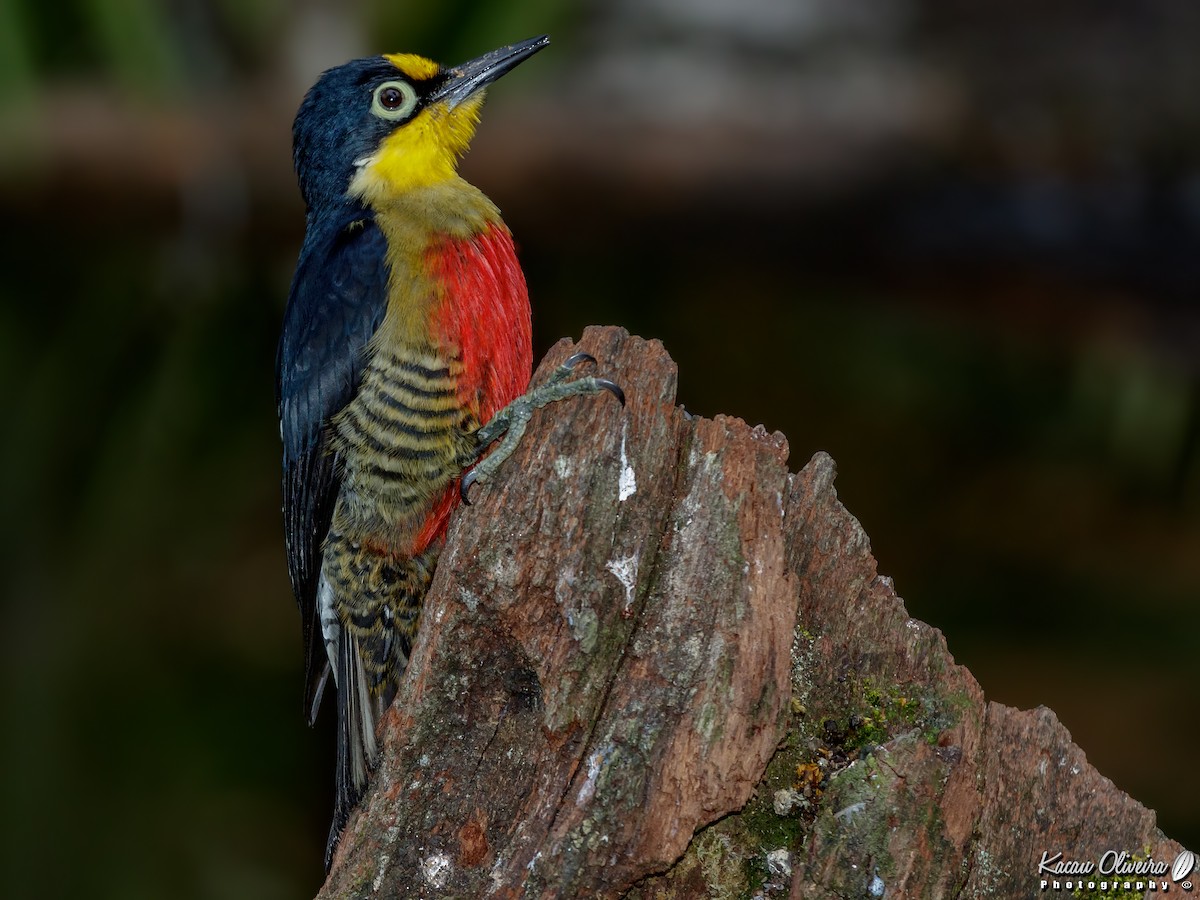 Yellow-fronted Woodpecker - ML46782301