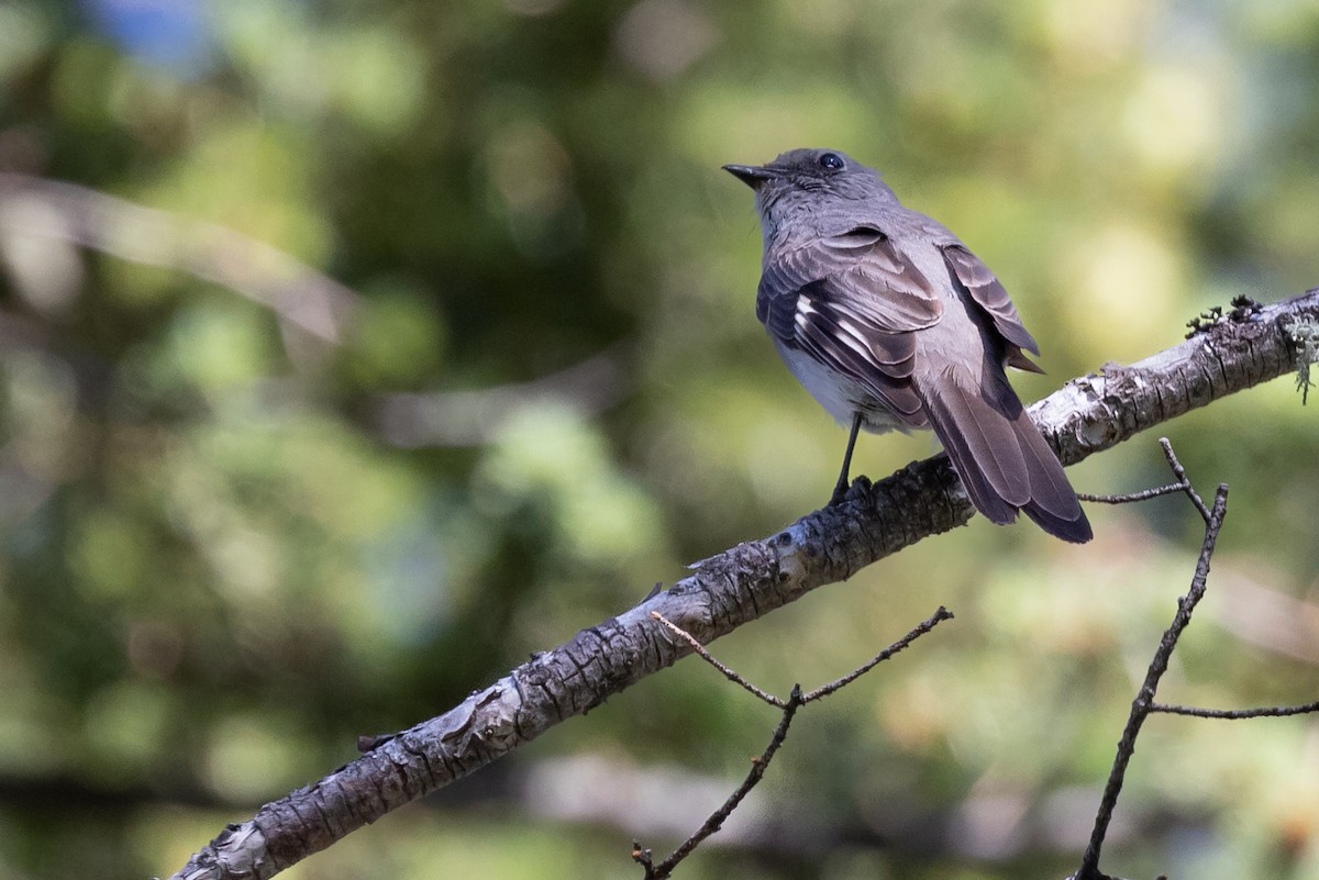 Townsend's Solitaire - ML467823181