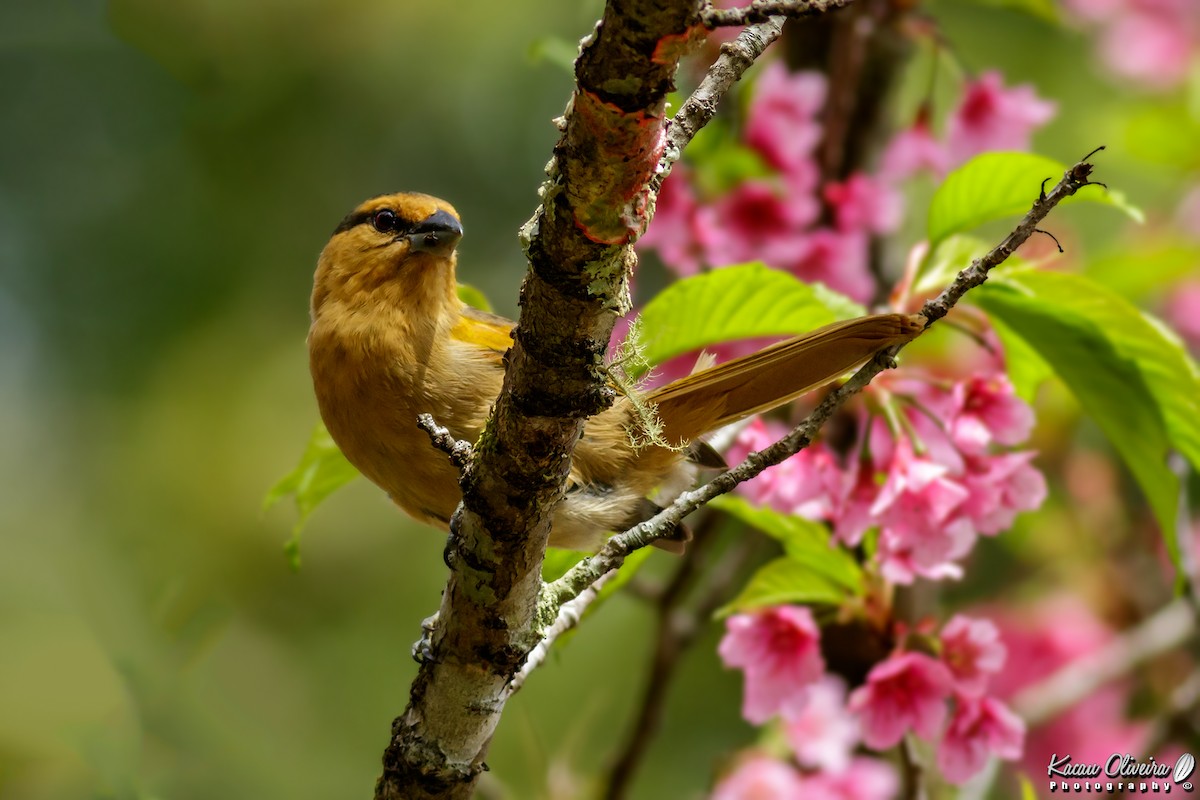 Brown Tanager - ML46782581