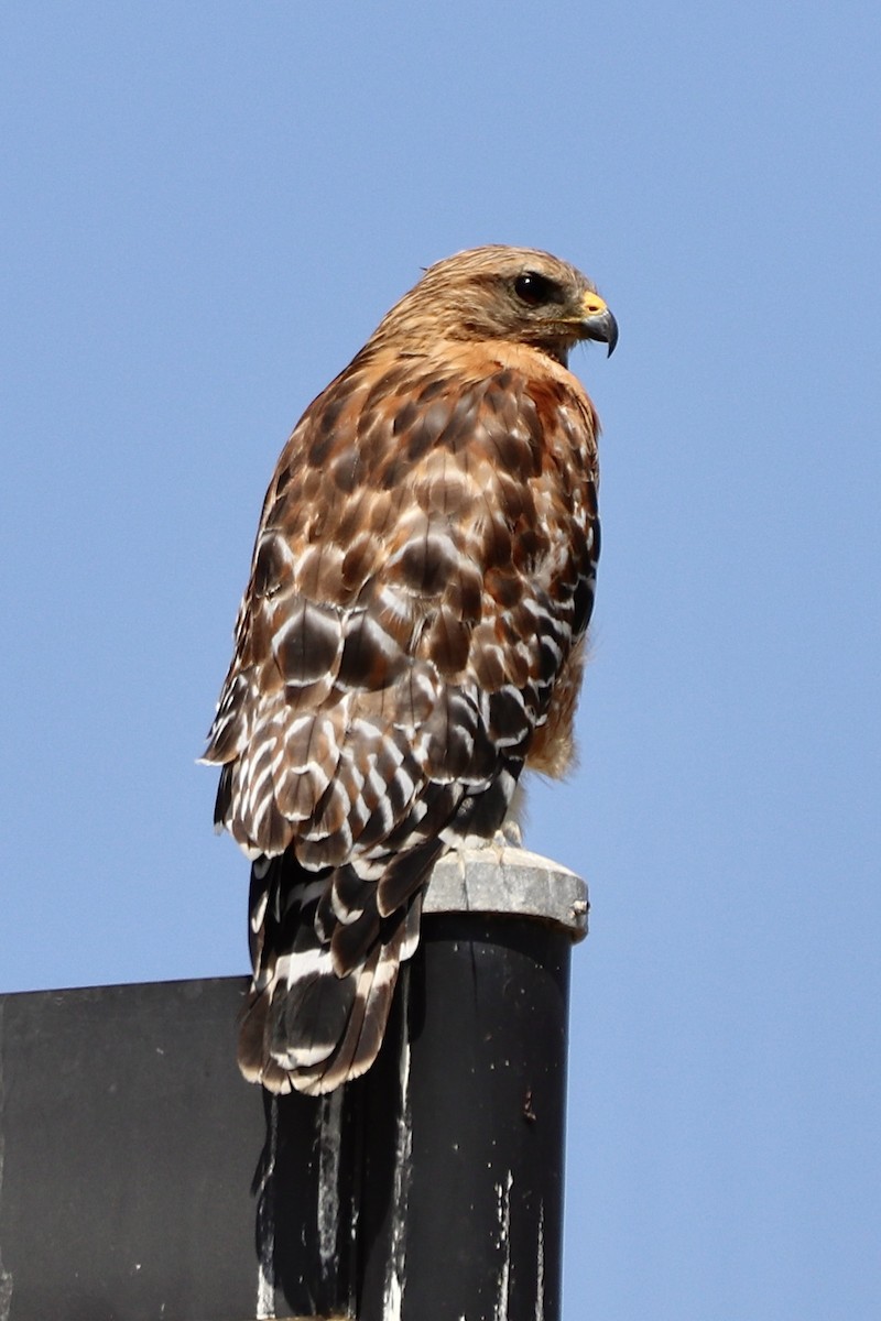 Red-shouldered Hawk - Alyssa Retodo