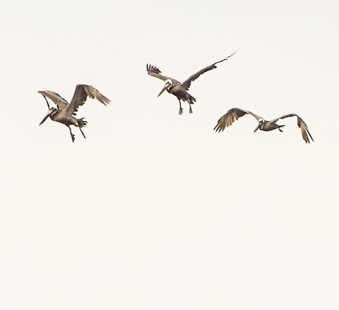 Brown Pelican - Kathleen Horn