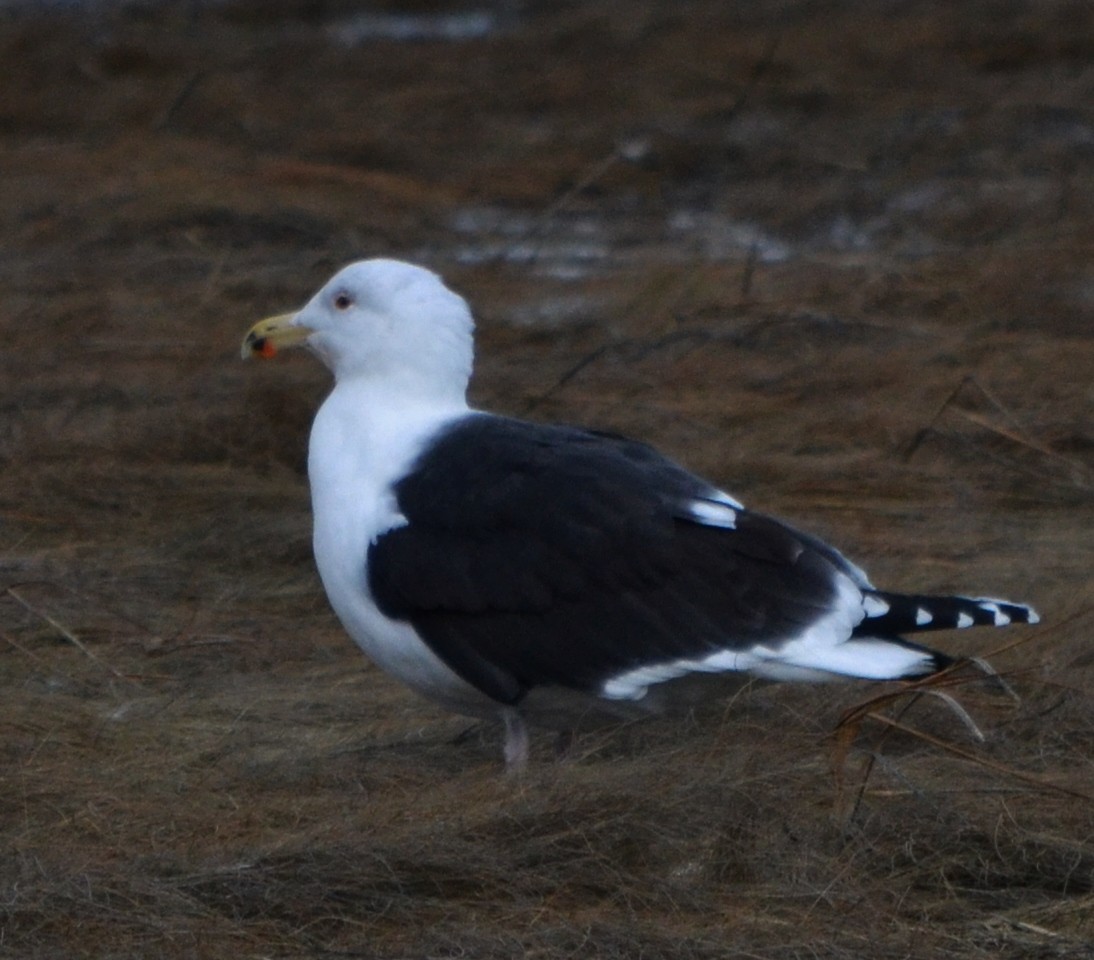 Great Black-backed Gull - alan murray