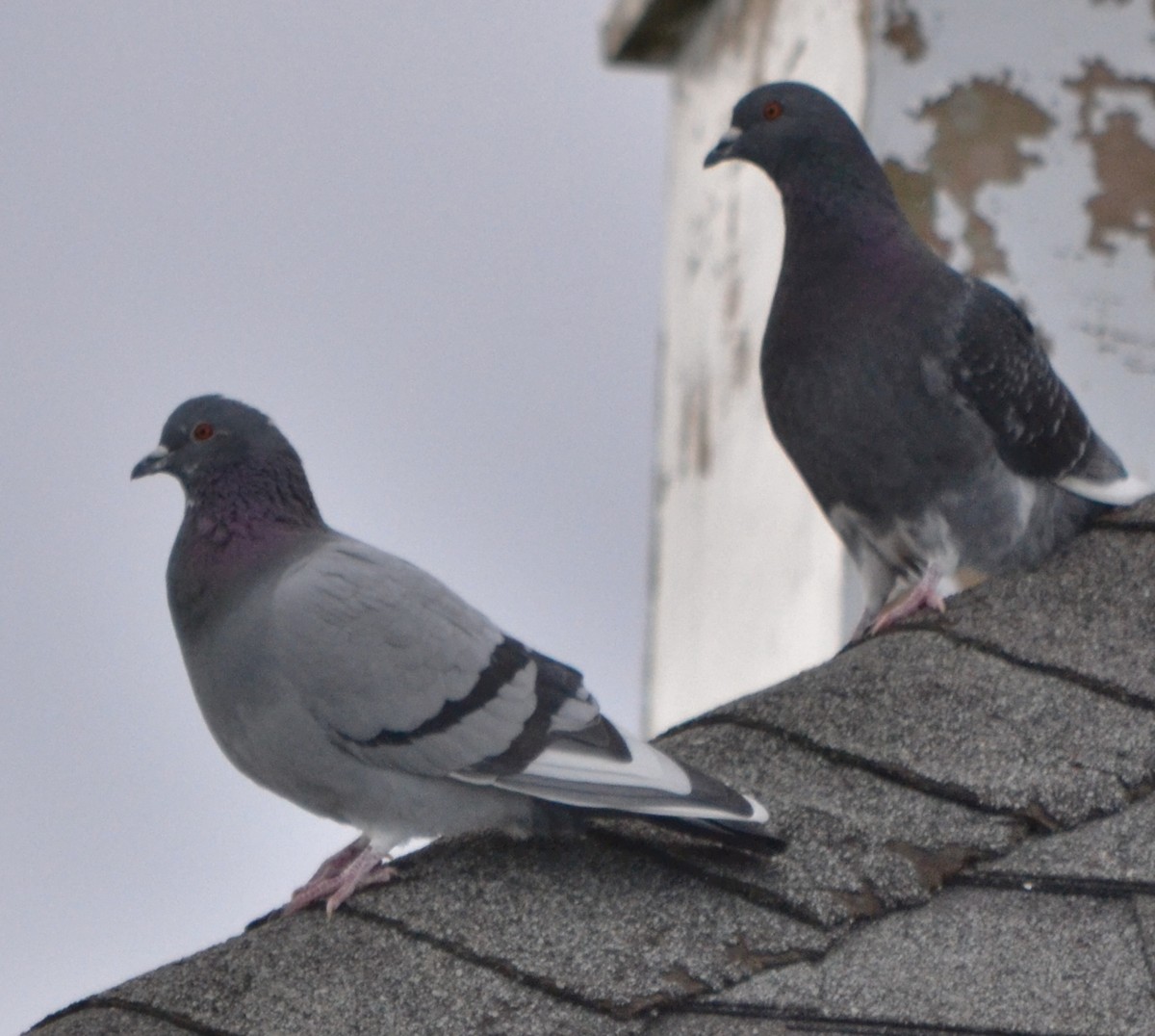 Rock Pigeon (Feral Pigeon) - ML46782851
