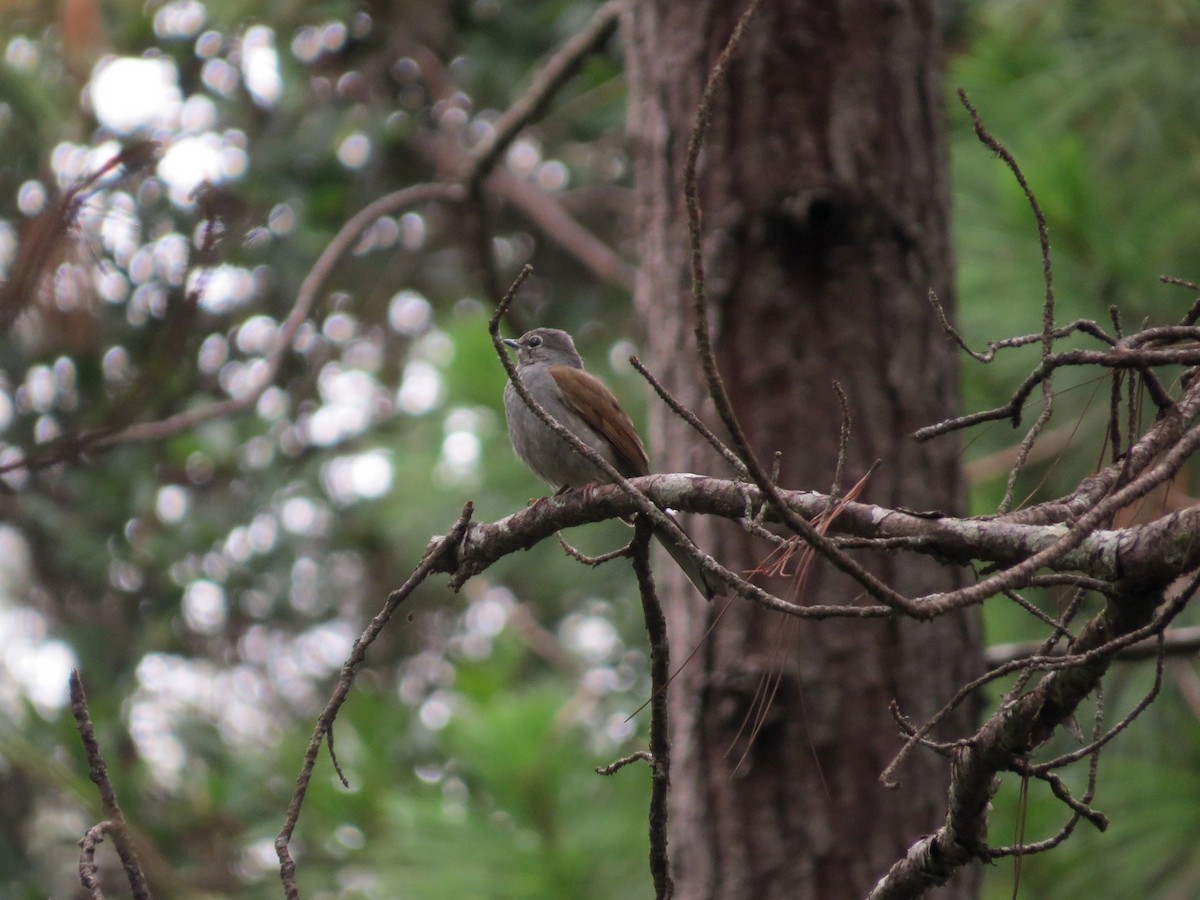 Brown-backed Solitaire - ML467829921