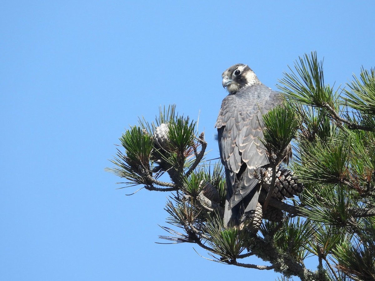 Peregrine Falcon - Long-eared Owl