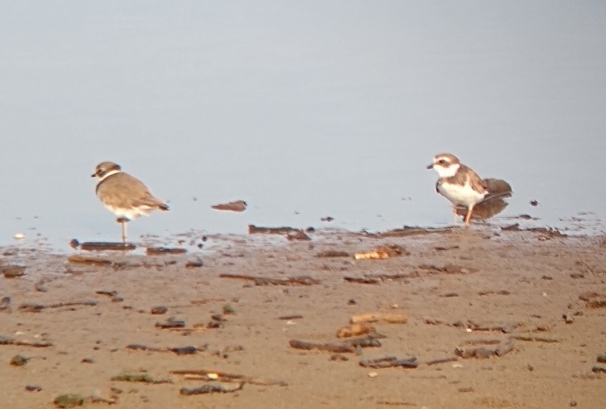 Semipalmated Plover - ML467836731