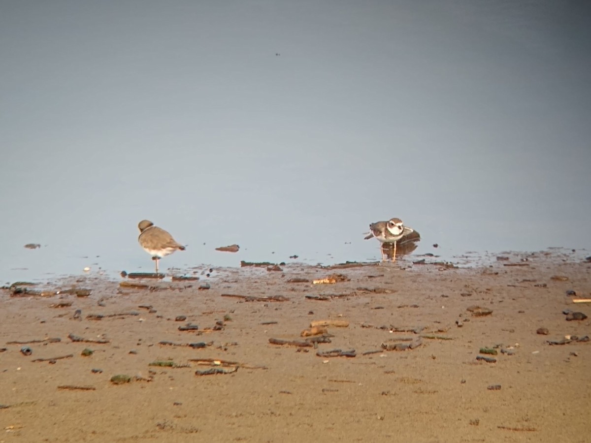 Semipalmated Plover - ML467836741