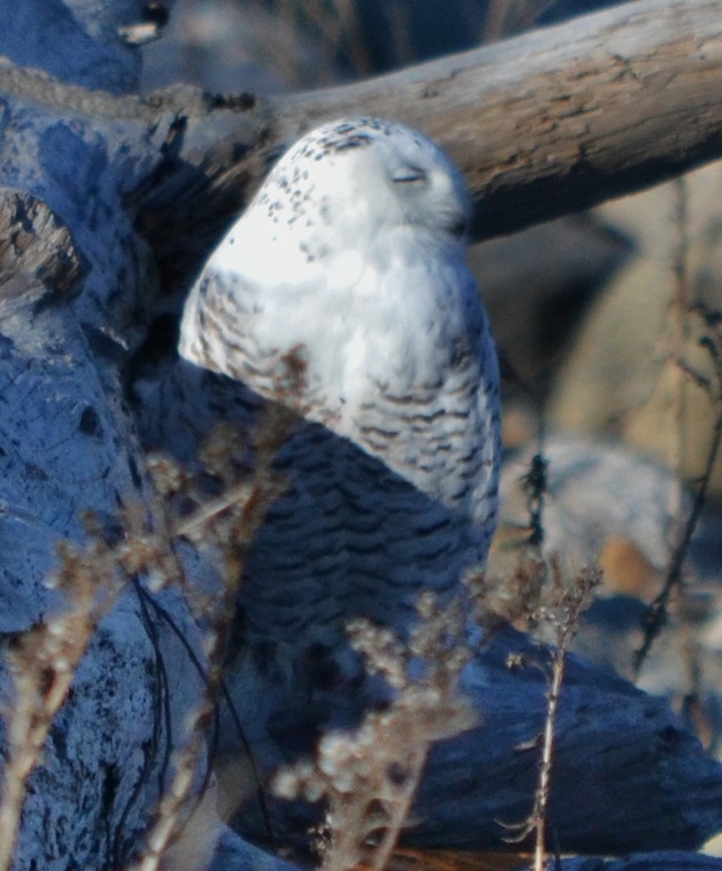 Snowy Owl - alan murray