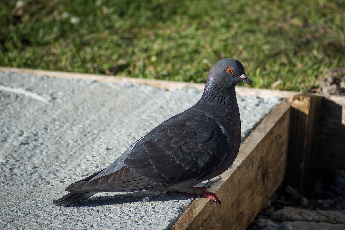 Rock Pigeon (Feral Pigeon) - ML467838681