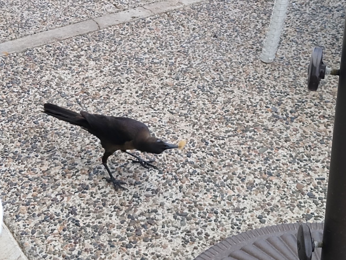 Great-tailed Grackle - ML467839221