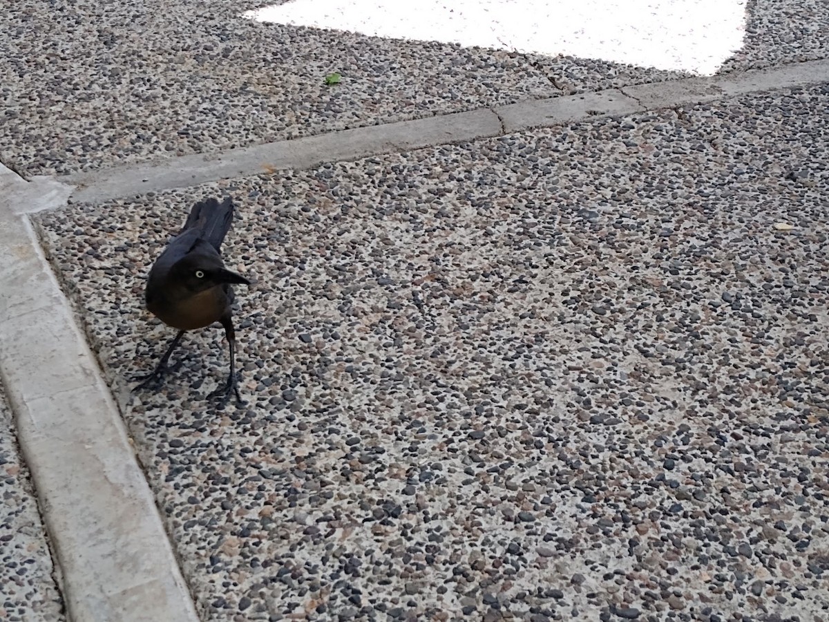 Great-tailed Grackle - ML467839231