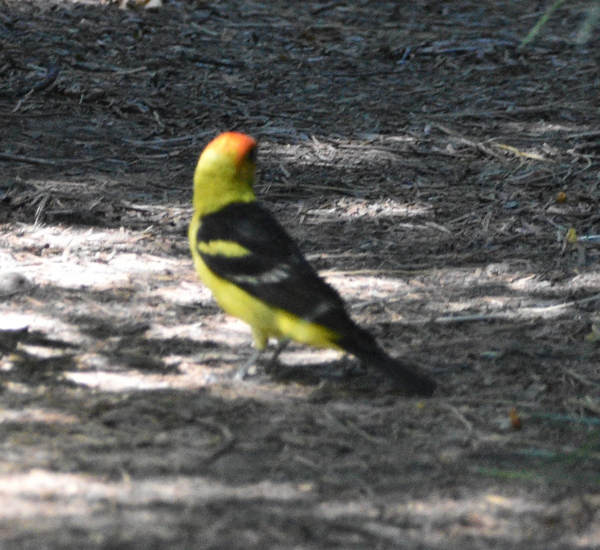 Western Tanager - ML467839961