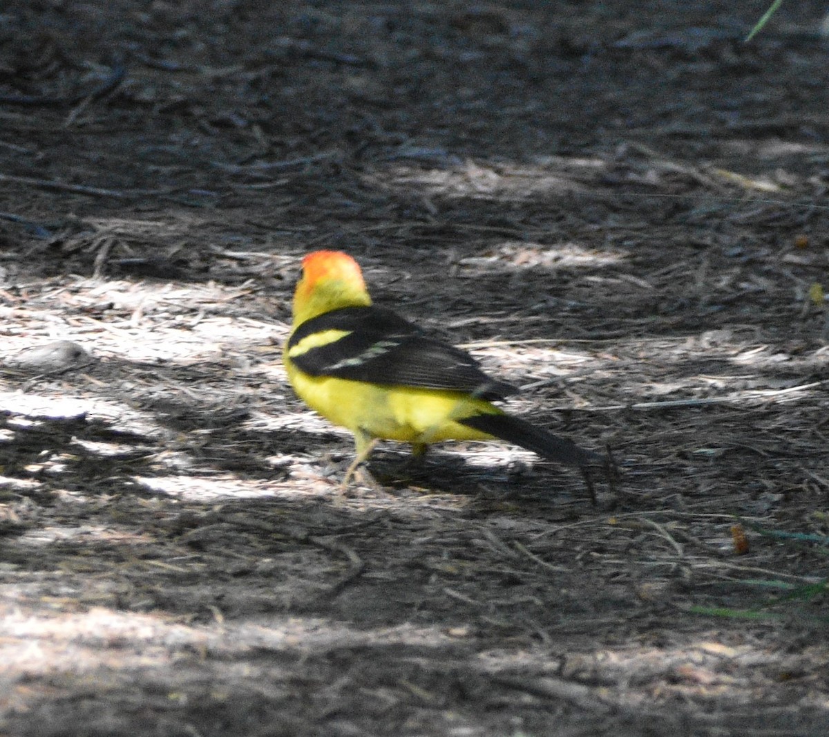 Western Tanager - ML467839981