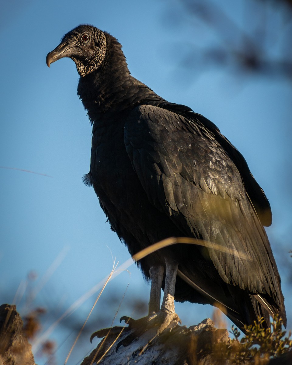 Black Vulture - Santiago Fernández Baldi