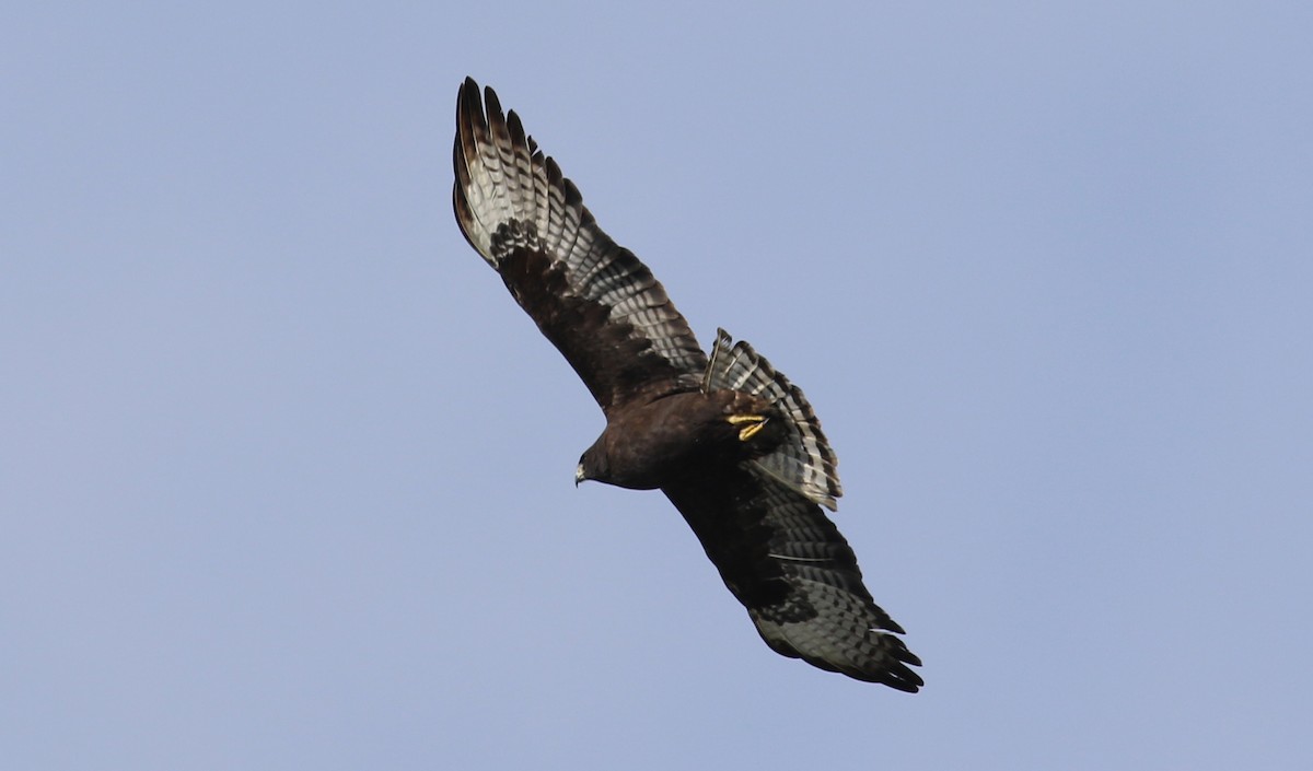 Short-tailed Hawk - Jason Rieger