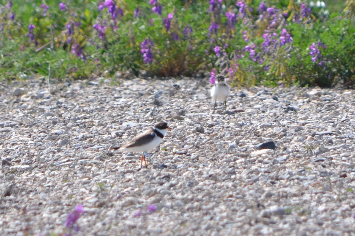 Semipalmated Plover - ML467841031