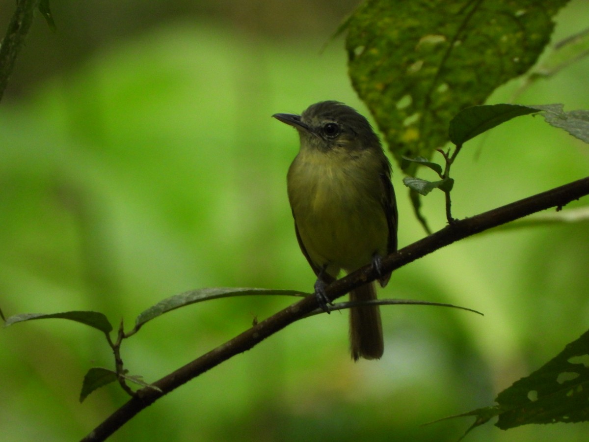 ML467841971 - Yellow-olive Flatbill - Macaulay Library