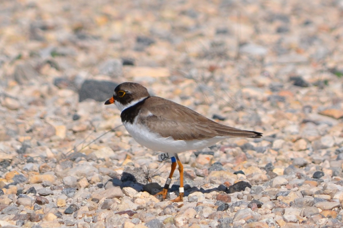 Semipalmated Plover - ML467842141