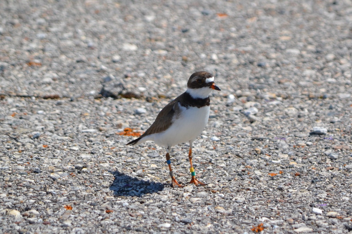 Semipalmated Plover - ML467842921