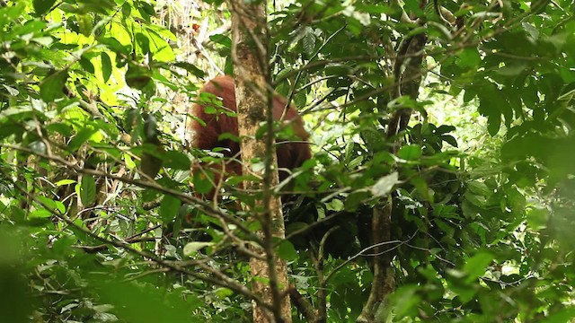 Central Bornean Orangutan - ML467843