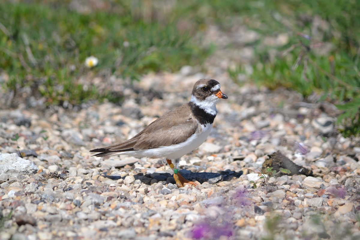 Semipalmated Plover - ML467843871