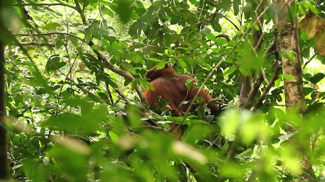 Central Bornean Orangutan - ML467844