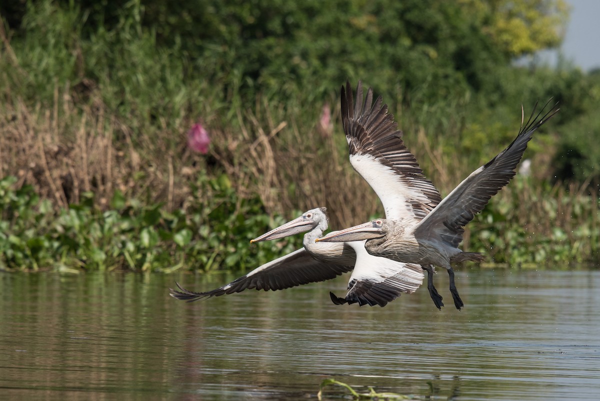 Spot-billed Pelican - ML46785251